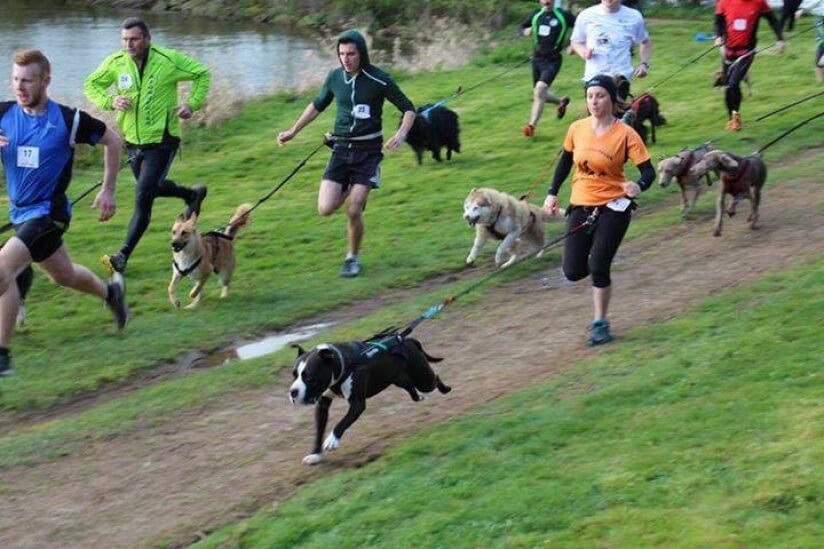 Canicross course de chiens 